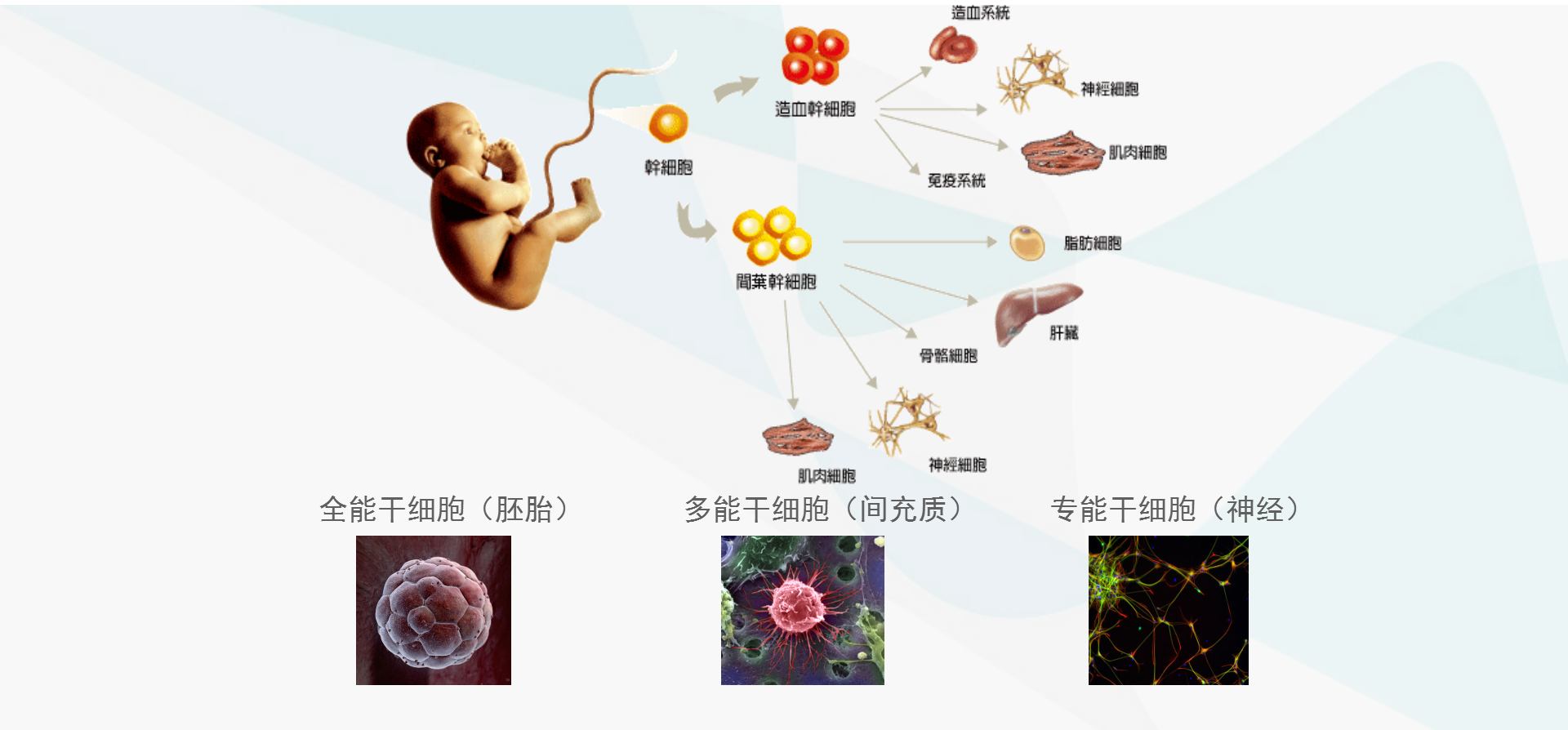 干细胞简介